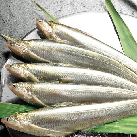 幻の魚を食べたことがありますか レグナテック株式会社